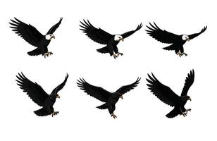 Powerful Eagle Hunting with Sharp Claws vector