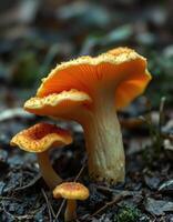 A group of mushrooms growing on the ground photo