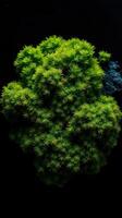 A green plant is shown on a black background photo