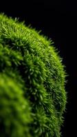A close up of a green plant on a black background photo