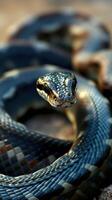 A close up of a snake with its head up photo
