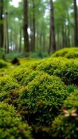 A close up of a moss covered forest photo