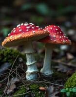Two red and white mushrooms are sitting on the ground photo