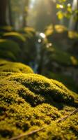 A close up of a moss covered rock photo