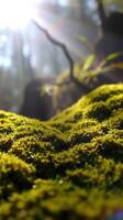 A close up of a moss covered rock photo