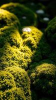 A close up of a moss covered rock photo