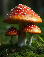 A close up of two mushrooms on the ground photo