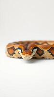 A snake is on a white background photo