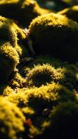 A close up of a moss covered rock photo