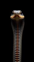 A cobra snake is shown on a black background photo