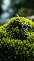 A close up of a green mossy plant photo
