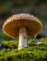 A mushroom on the ground photo
