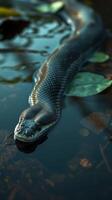 A snake is swimming in the water photo