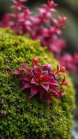 A small plant with red flowers growing on top of a mossy rock photo