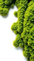 Green moss on white background photo