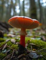 A mushroom on the ground photo