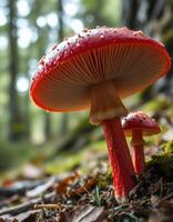 A red mushroom photo