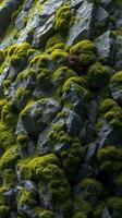 A bear is sitting on a rock covered in moss photo