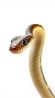 A snake with a long tail on a white background photo