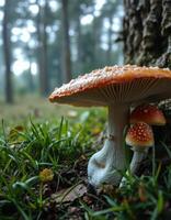 A mushroom growing on the ground near a tree photo