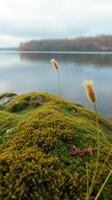 A moss covered rock by a lake photo