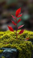 A red plant growing on top of moss photo