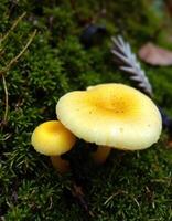 Two yellow mushrooms are sitting on the ground photo
