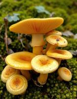 A group of mushrooms growing on a moss covered ground photo