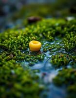 A yellow ring sits on top of a green mossy surface photo