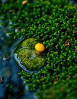 A yellow egg sitting on top of a green mossy surface photo