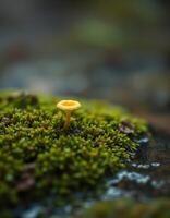 A small yellow mushroom is sitting on top of a green moss photo