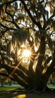 The sun shines through the branches of a large tree photo