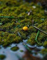 A small yellow mushroom sits on top of a green mossy ground photo