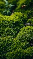 A close up of green moss on the ground photo