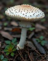 A mushroom with white and brown spots on it photo