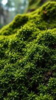 A close up of a moss covered rock photo