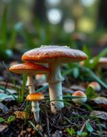 A group of mushrooms growing in the ground photo
