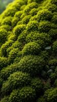 A close up of green moss on a hillside photo