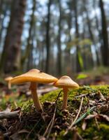 Two mushrooms in the forest photo