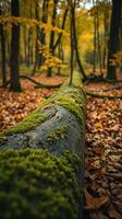A fallen tree trunk with moss growing on it photo