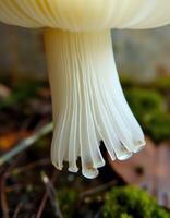 A close up of a mushroom with a white stem photo