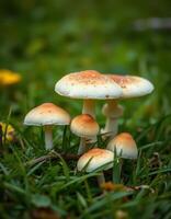 A group of mushrooms growing in the grass photo