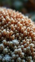 A close up of a flower with white fuzz photo