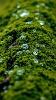 A close up of moss with water droplets on it photo