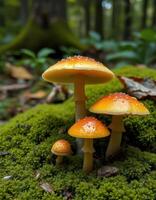 Three mushrooms are standing on a mossy ground photo