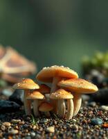 A group of mushrooms on a rocky surface photo