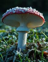A red mushroom with frost on it is sitting on the ground photo