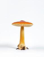 A single orange mushroom on a white background photo