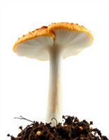 A mushroom is growing in the dirt photo