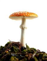 A mushroom on a rock photo